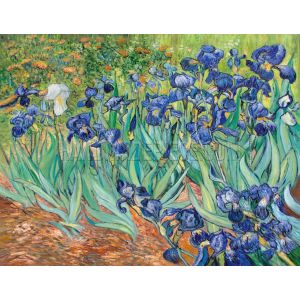 Irises Painting Reproduction