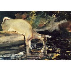 Deer Drinking Painting Reproduction