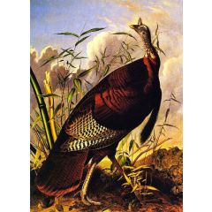 Wild Turkey Painting Reproduction