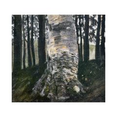 Birch in a Forest Painting Reproduction