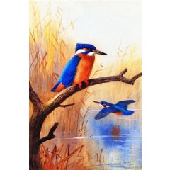 A Pair of Kingfishers Painting Reproduction