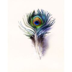 Peacock Feather Painting Reproduction