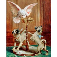 The disturbed cockatoo Painting Reproduction