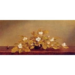 Trailing Arbutis Painting Reproduction