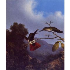 Black-Throated Mango Painting Reproduction