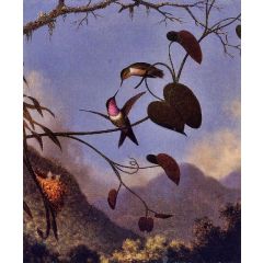 Amethyst Woodstar Painting Reproduction
