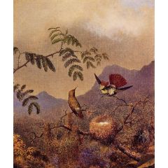 Frilled Coquette Painting Reproduction