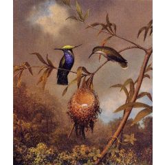 Black-Breasted Plovercrest Painting Reproduction