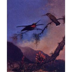 Stripe-Breasted Starthroat Painting Reproduction