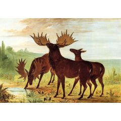 Moose at Waterhole Painting Reproduction