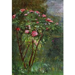 Rose Bush in Flower Painting Reproduction