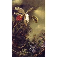 White Orchid and Hummingbird Painting Reproduction