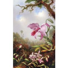 Hummingbird and Two Types of Orchids Painting Reproduction