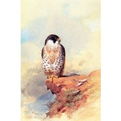 A Peregrine Falcon Painting Reproduction