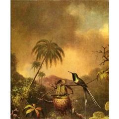 Two Thorn-Tails, also known as Langsdorffs Thorn-Tail, Brazil Painting Reproduction