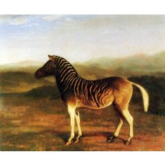 A Male Quagga from Africa Painting Reproduction