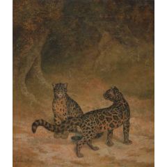 Clouded Leopards Painting Reproduction
