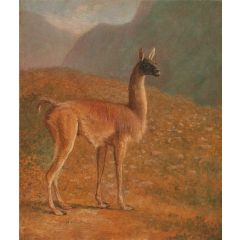 Guanaco Painting Reproduction