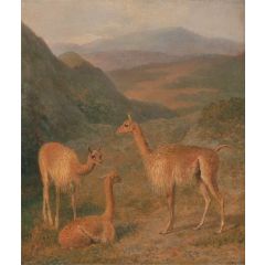 Vicunas Painting Reproduction