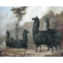 Alpacas Painting Reproduction