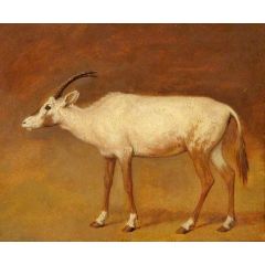 White Antelope Painting Reproduction