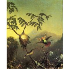 Two Hummingbirds: Tufted Coquettes Painting Reproduction
