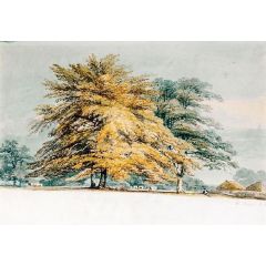 A Beech Copse near Haystacks Painting Reproduction