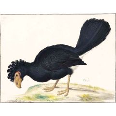 A Black Curassow Painting Reproduction