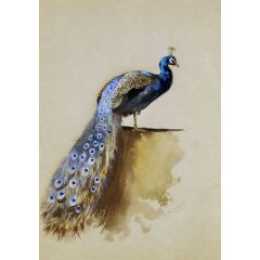 A Peacock Painting Reproduction