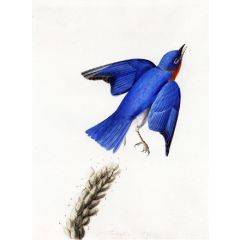 Eastern Bluebird Painting Reproduction