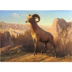 A Rocky Mountain Sheep, Ovis, Montana Painting Reproduction