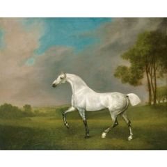 A Grey Horse Painting Reproduction
