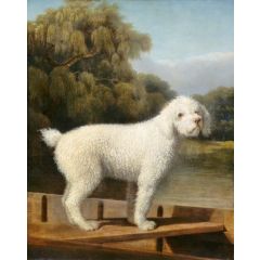 White Poodle in a Punt Painting Reproduction