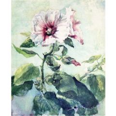 Study of Pink Hollyhock in Sunlight, From Nature Painting Reproduction