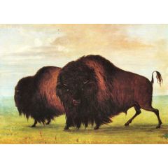 Buffaloes Painting Reproduction