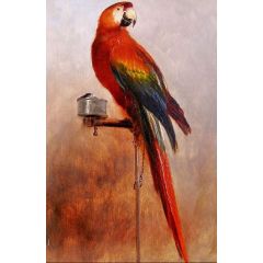 Study of a Parrot Painting Reproduction
