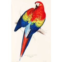 Red and Yellow Macaw Painting Reproduction