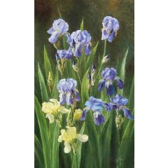 Irises Painting Reproduction