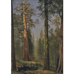 The Grizzly Giant Sequoia, Mariposa Grove, California Painting Reproduction