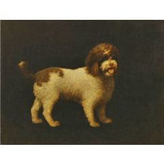 Water Spaniel Painting Reproduction