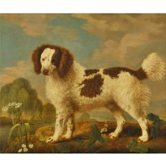 Brown and White Norfolk or Water Spaniel Painting Reproduction
