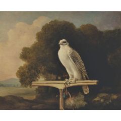 Greenland Falcon Painting Reproduction