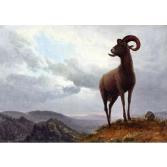 Long Horned Sheep Painting Reproduction