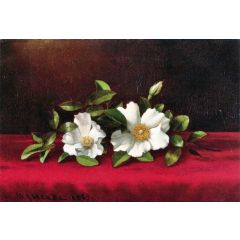 Two Cherokee Roses on Red Velvet Painting Reproduction