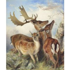 Fallow Deer Painting Reproduction