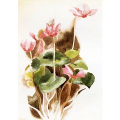 Cyclamen Painting Reproduction