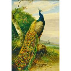 Peacock Painting Reproduction