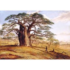 A Baobab near the Bank of the Lue Painting Reproduction