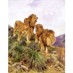 Three Lions Walking Down a Rocky Hillside Painting Reproduction
