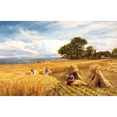 A Surrey Cornfield Painting Reproduction